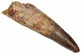 Fossil Spinosaurus Tooth - Real Dinosaur Tooth #352980-1